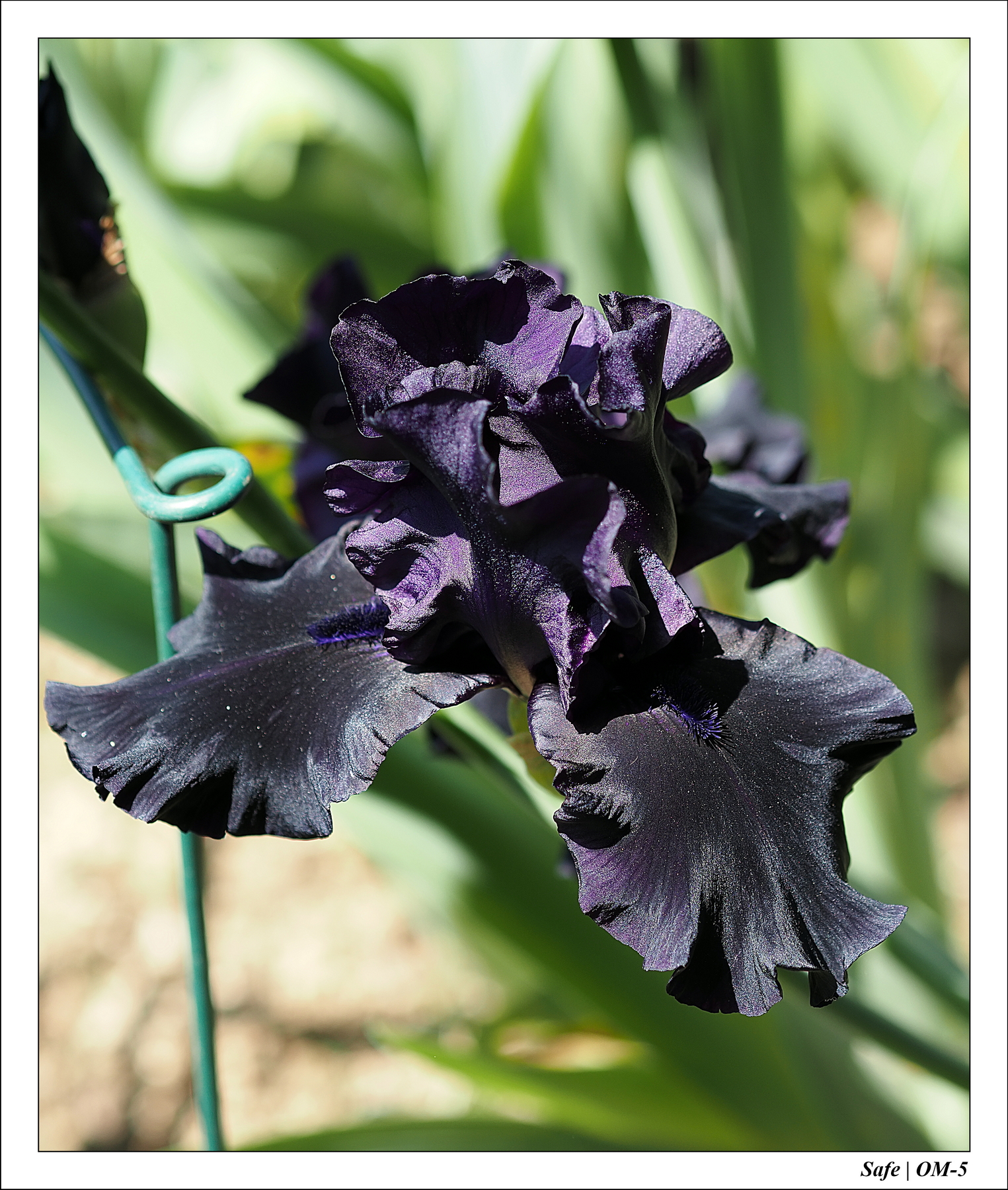 2024 - 05 - Bagatelle - 16